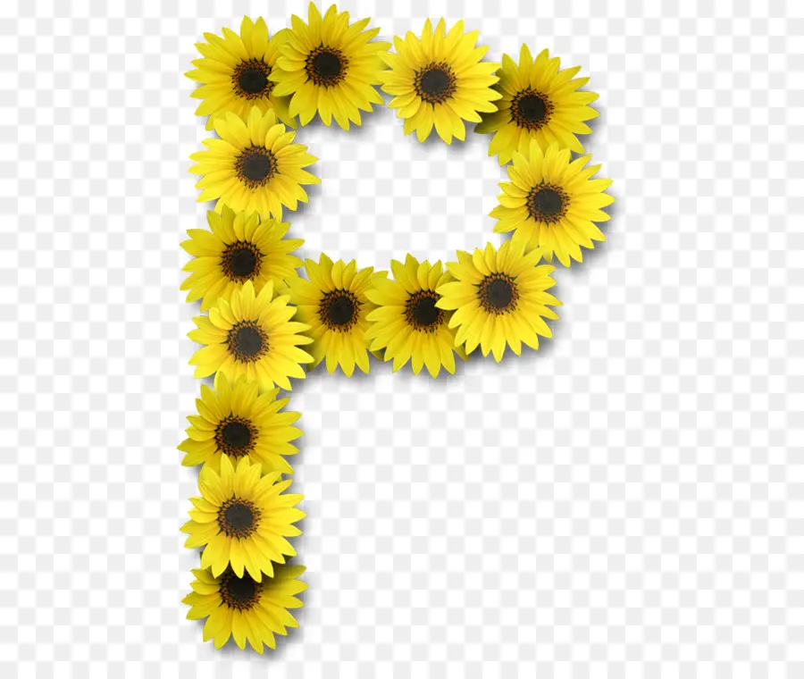 Letra De Girasol P，Flor PNG