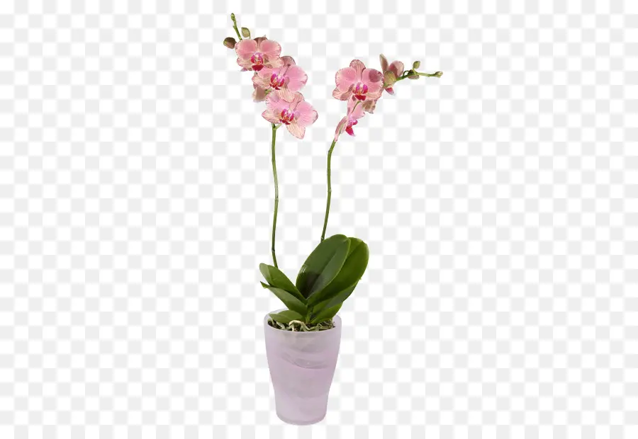 Orquídea，Flor PNG