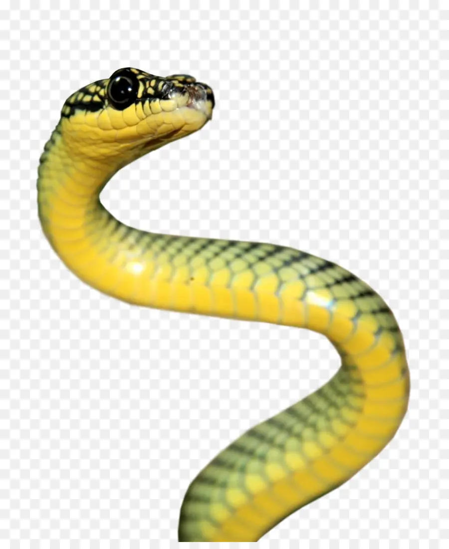 La Serpiente，Reptiles PNG