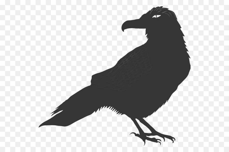 Común Raven，Raven PNG