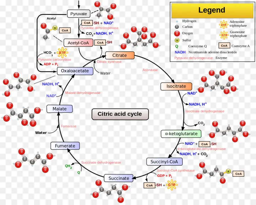 Ciclo Del ácido Cítrico，Bioquímica PNG