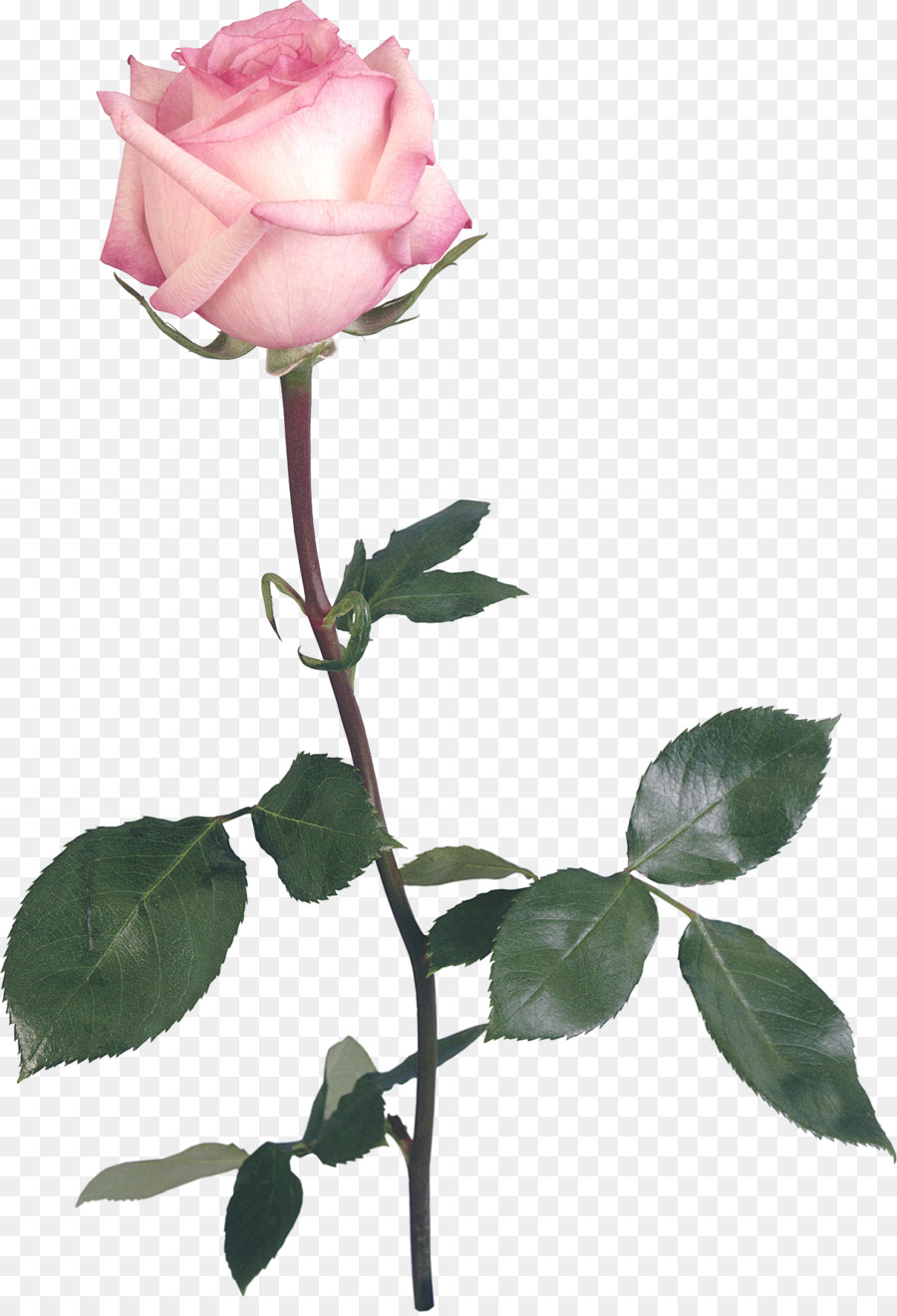 Rosa，Las Rosas De Jardín PNG