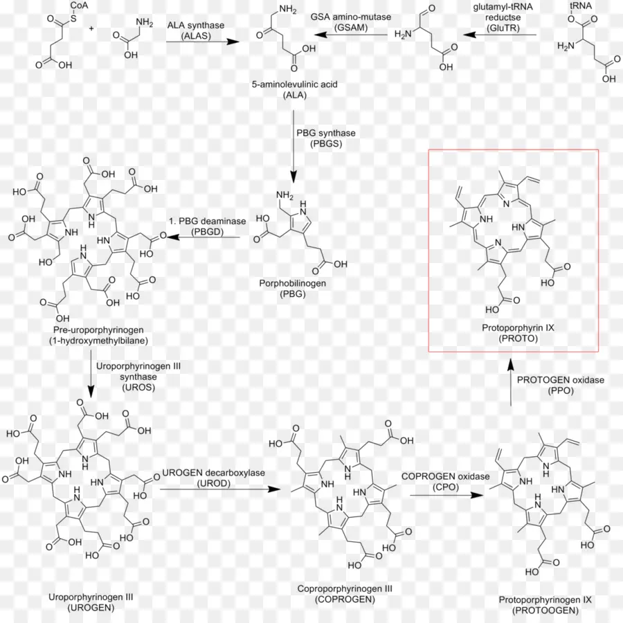 La Protoporfirina Ix，Hemo PNG