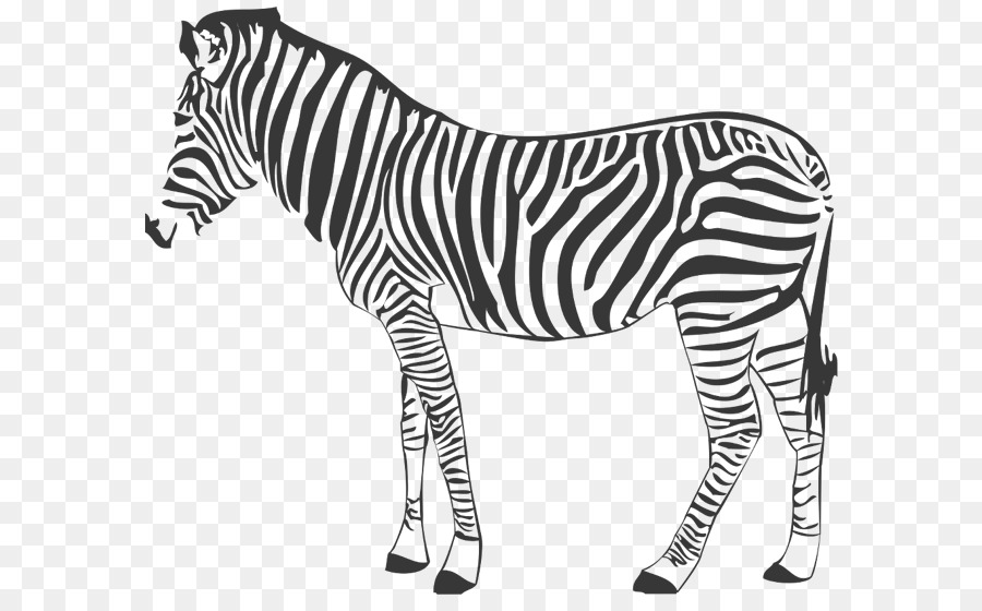 Quagga，Zebra PNG