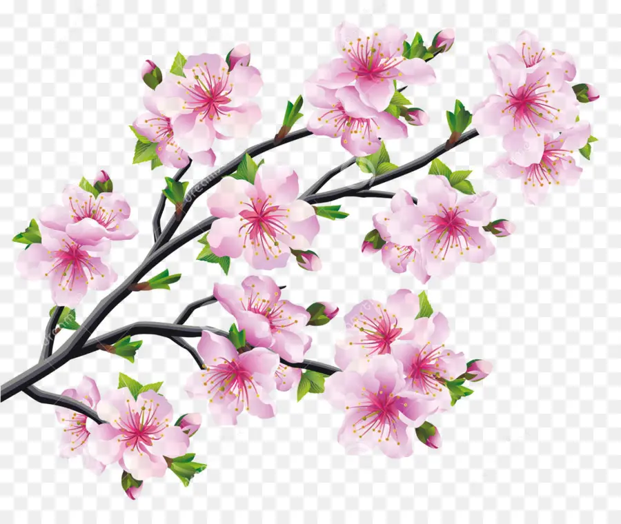 De Los Cerezos En Flor，Flor PNG