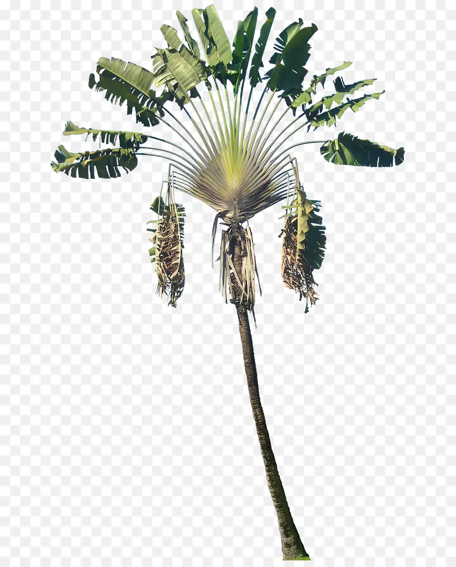 La Palma，Planta PNG