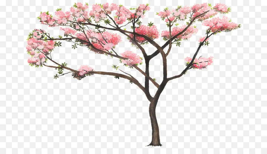 Tabebuia Rosea，árbol PNG