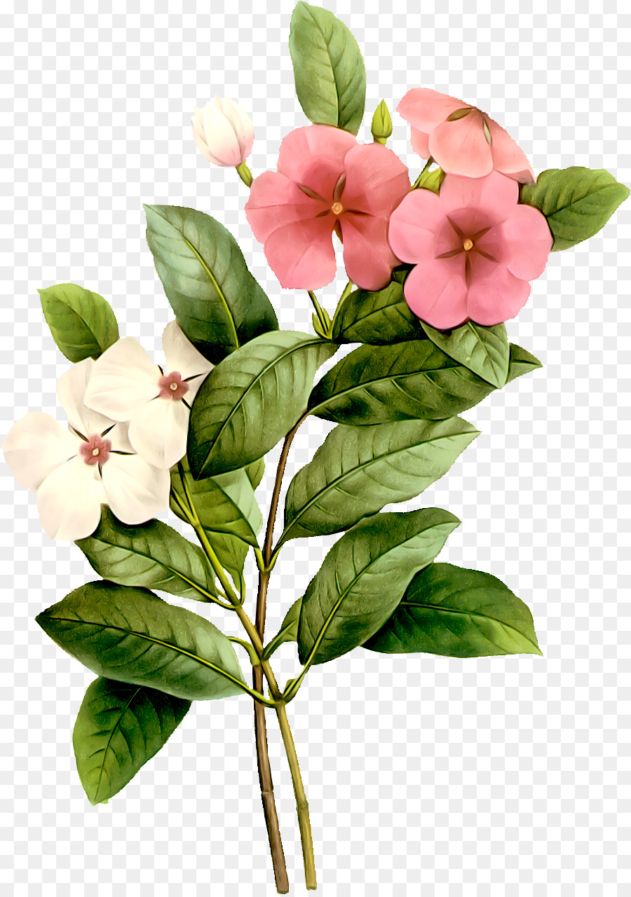 Flores Rosadas，Hojas Verdes PNG