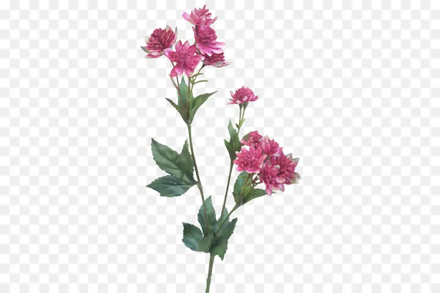 Flores Rosadas，Planta PNG