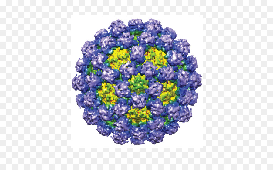 La Gastroenteritis Por Norovirus，Virus PNG