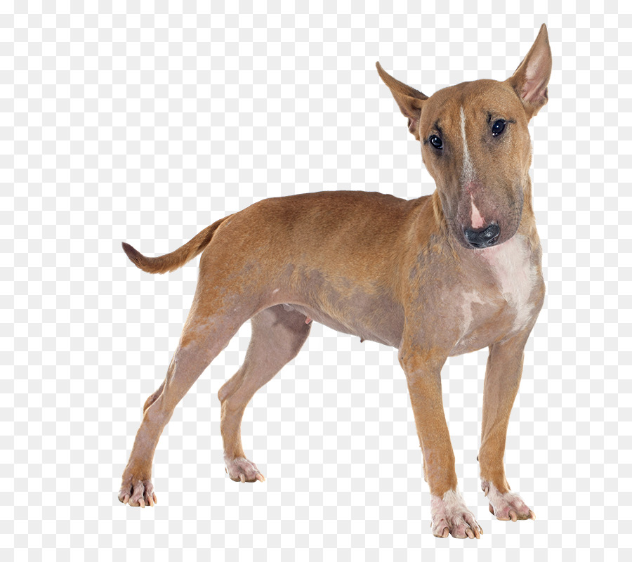 Perro，Mascota PNG