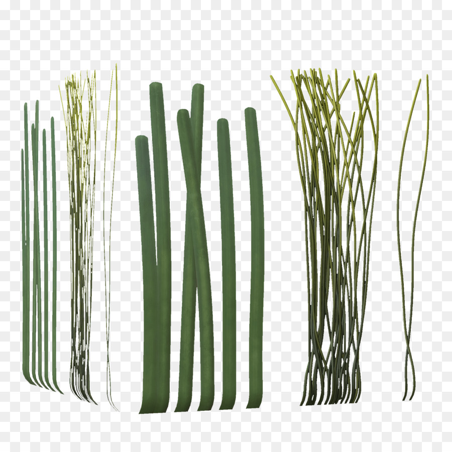 Allium Fistulosum，Bambú PNG
