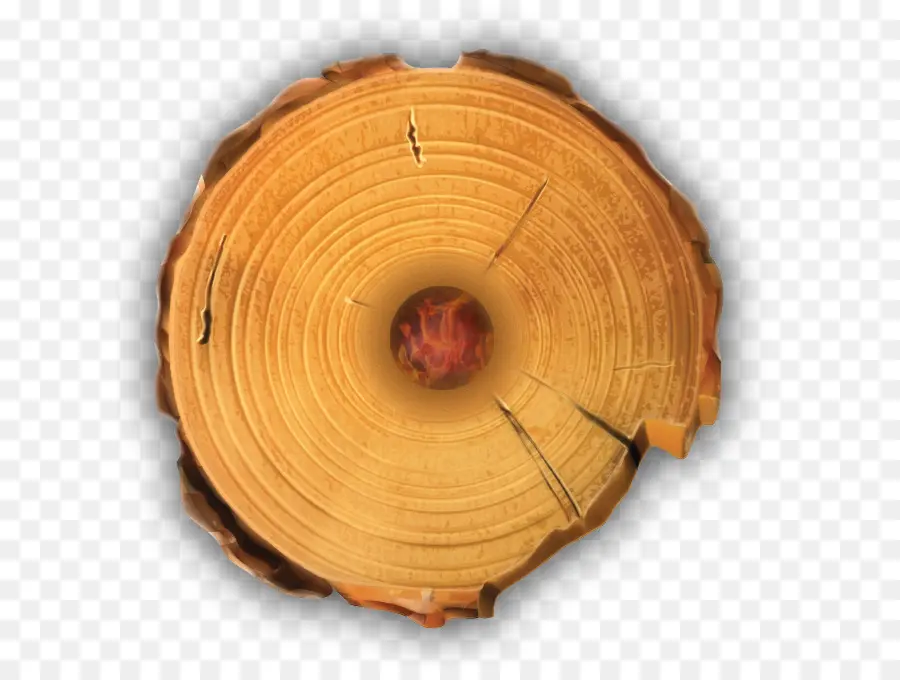 Anillo De árbol，Madera PNG