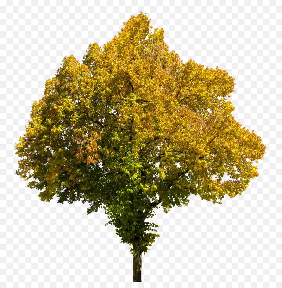 árbol，Otoño PNG