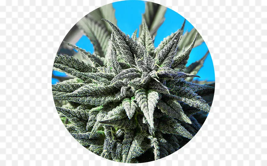 La Semilla，Cannabis Sativa PNG