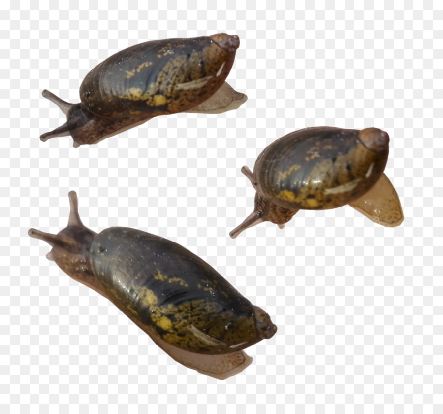 Caracoles，Molusco PNG