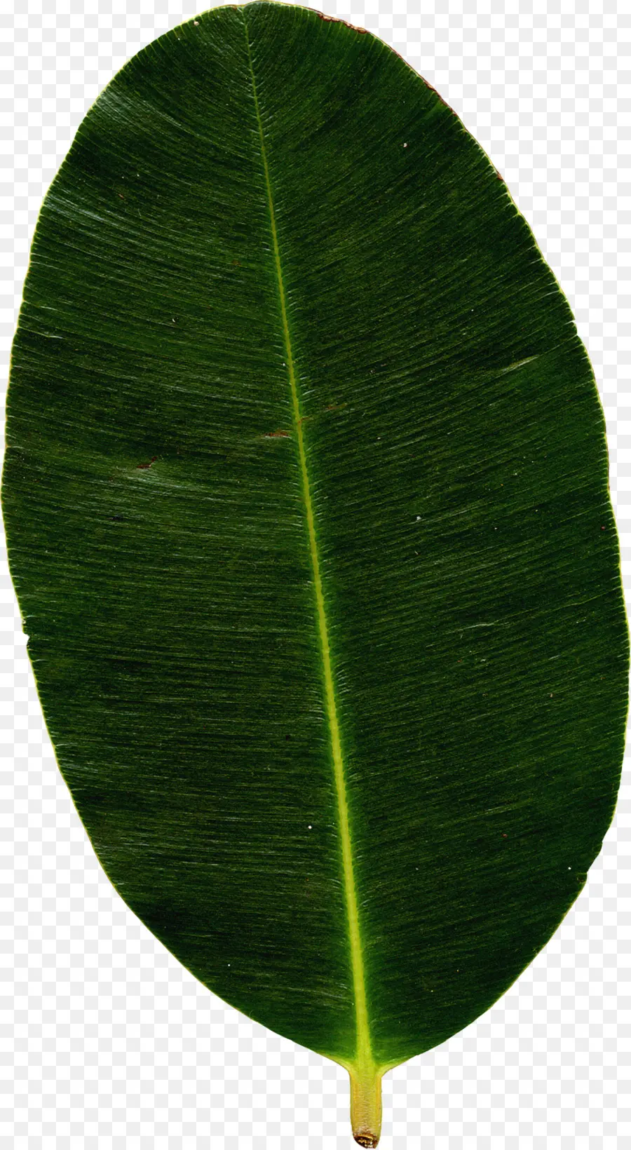 Hoja De Plátano，Hoja PNG