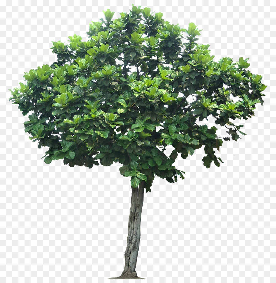 árbol Verde，Planta PNG