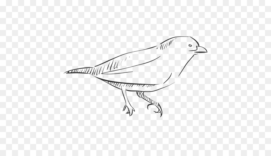 Pájaro，Dibujo PNG