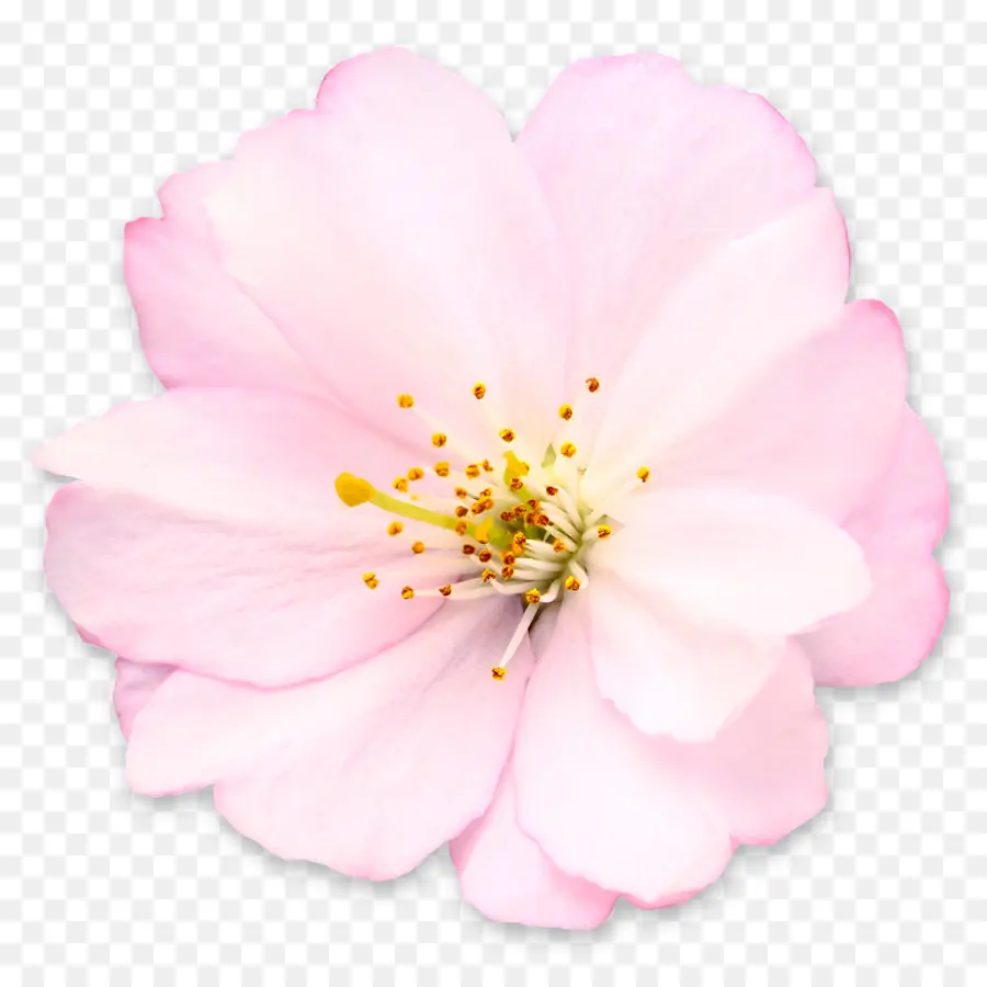 Flor De Cerezo，Florecer PNG