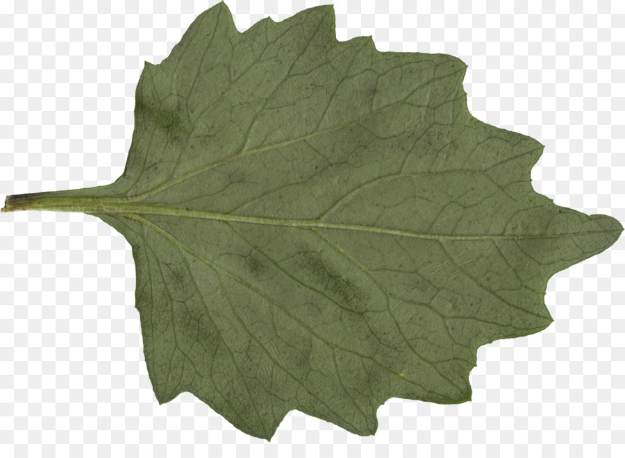 Hoja，Planta PNG