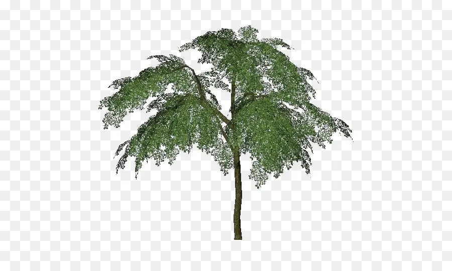 árbol，Ciruela PNG