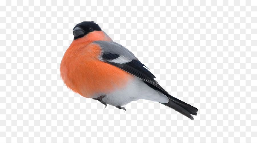 Pájaro，Camachuelo PNG