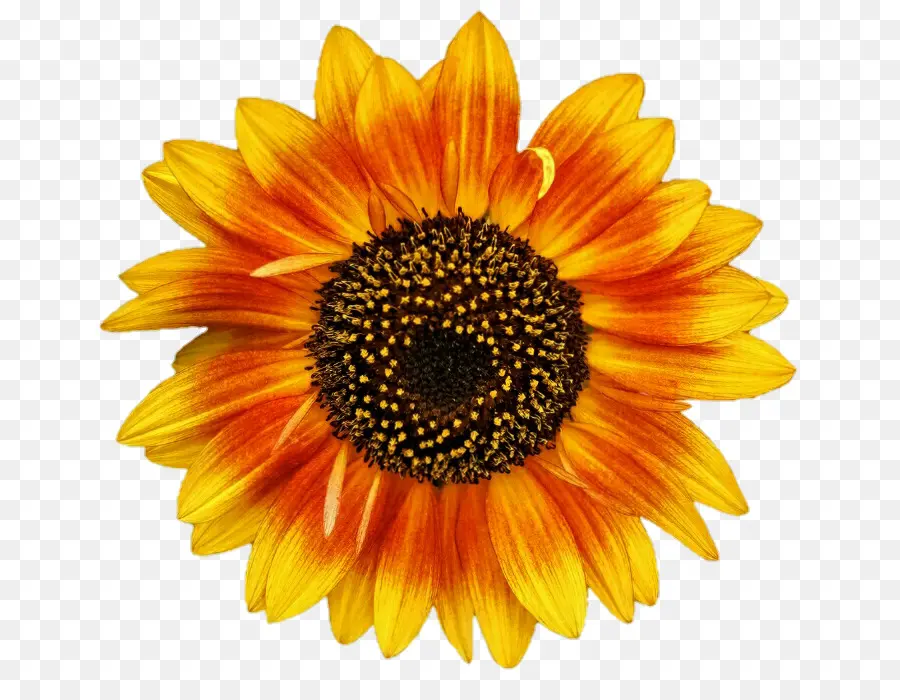 Girasol，Flor PNG