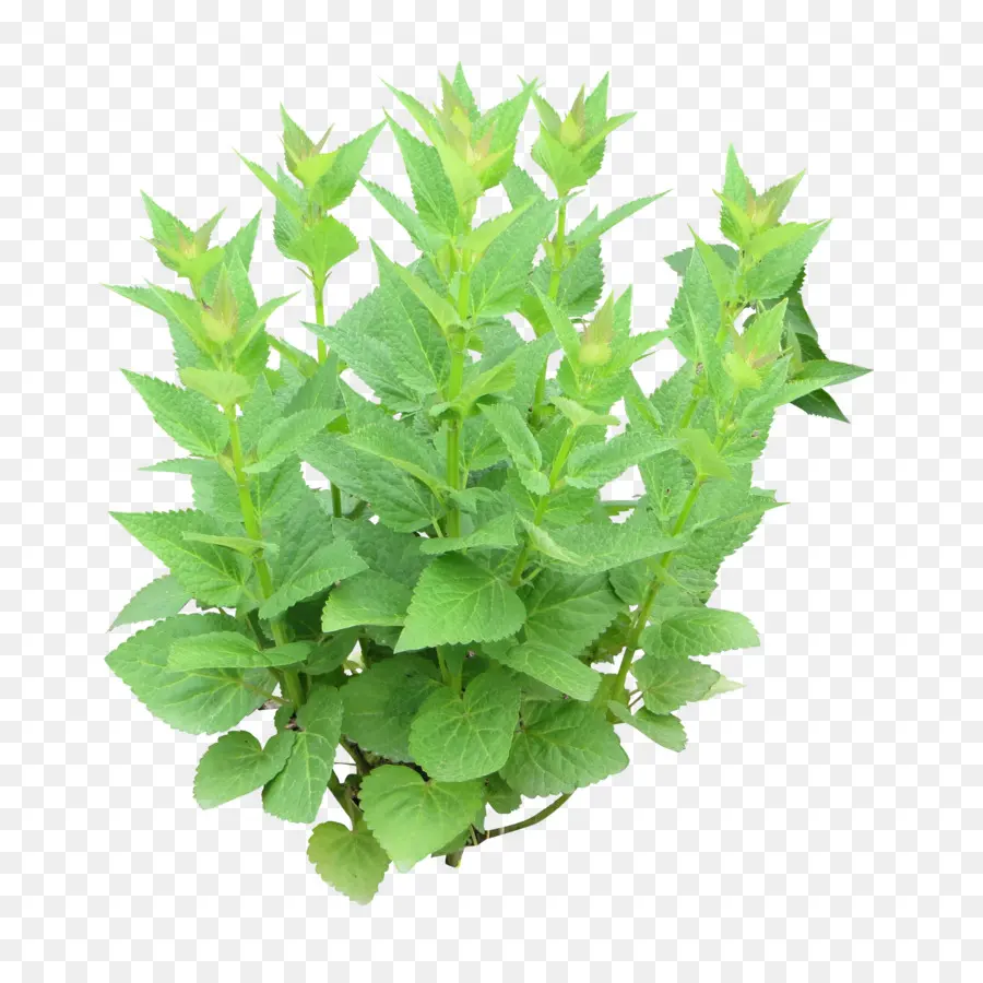 Hierba，Menta PNG