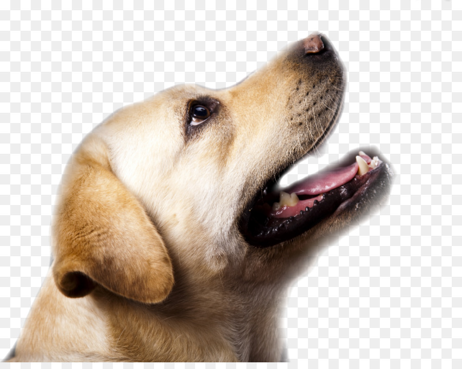 Labrador Retriever，Cachorro PNG