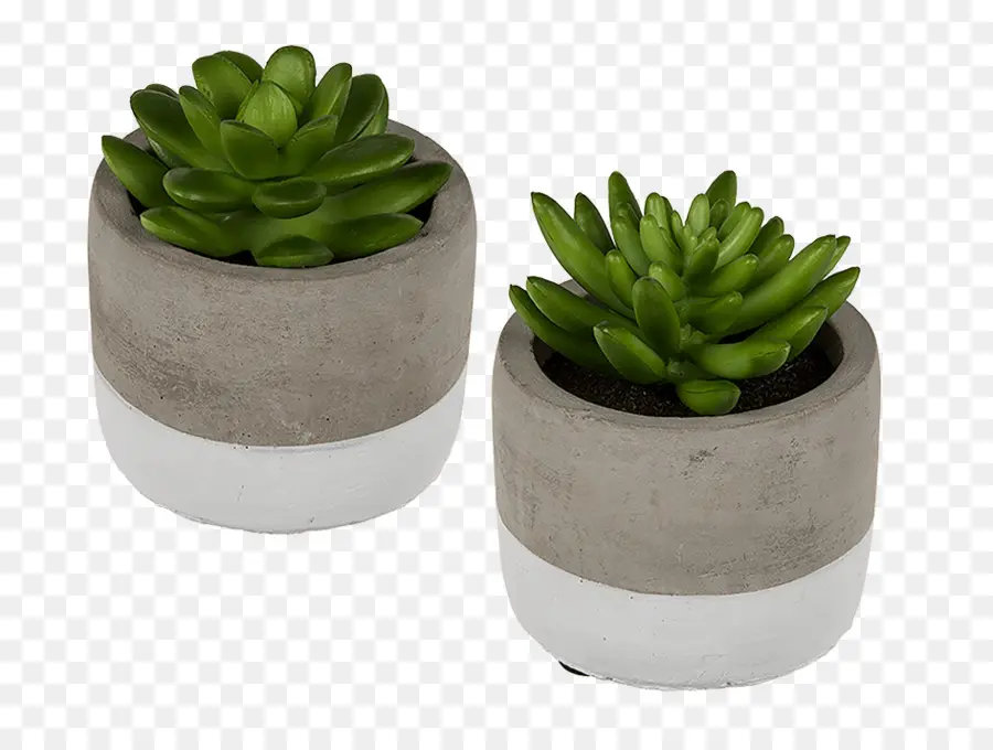 Maceta，Planta Suculenta PNG