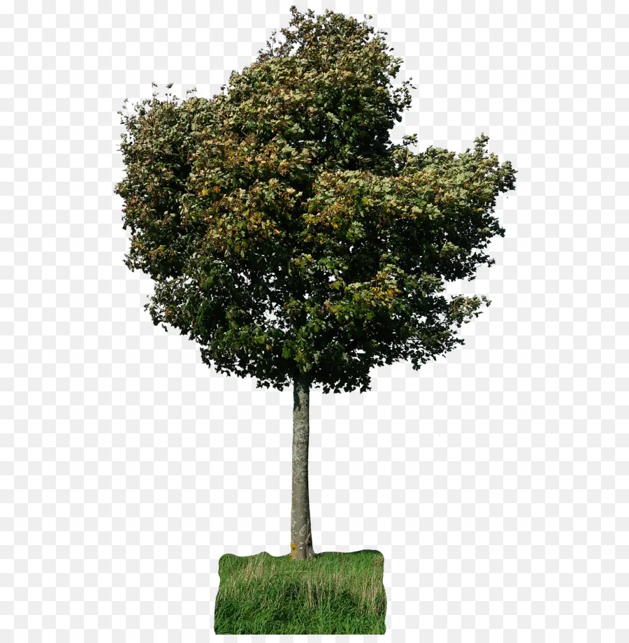 Árbol，Hojas PNG