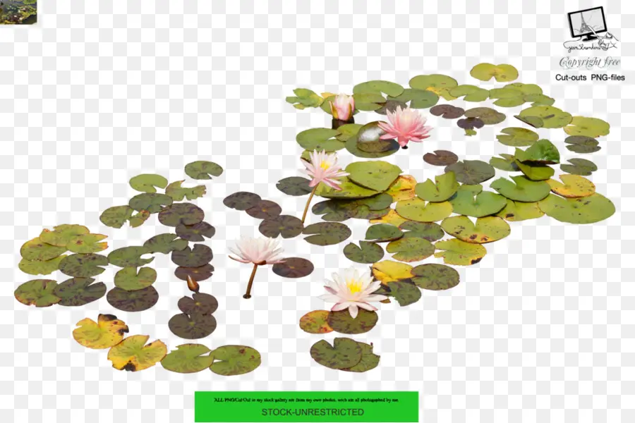 La Fotografía，Nelumbo Nucifera PNG