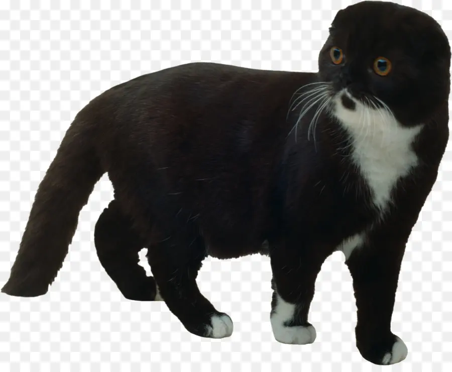 Scottish Fold，Gatito PNG