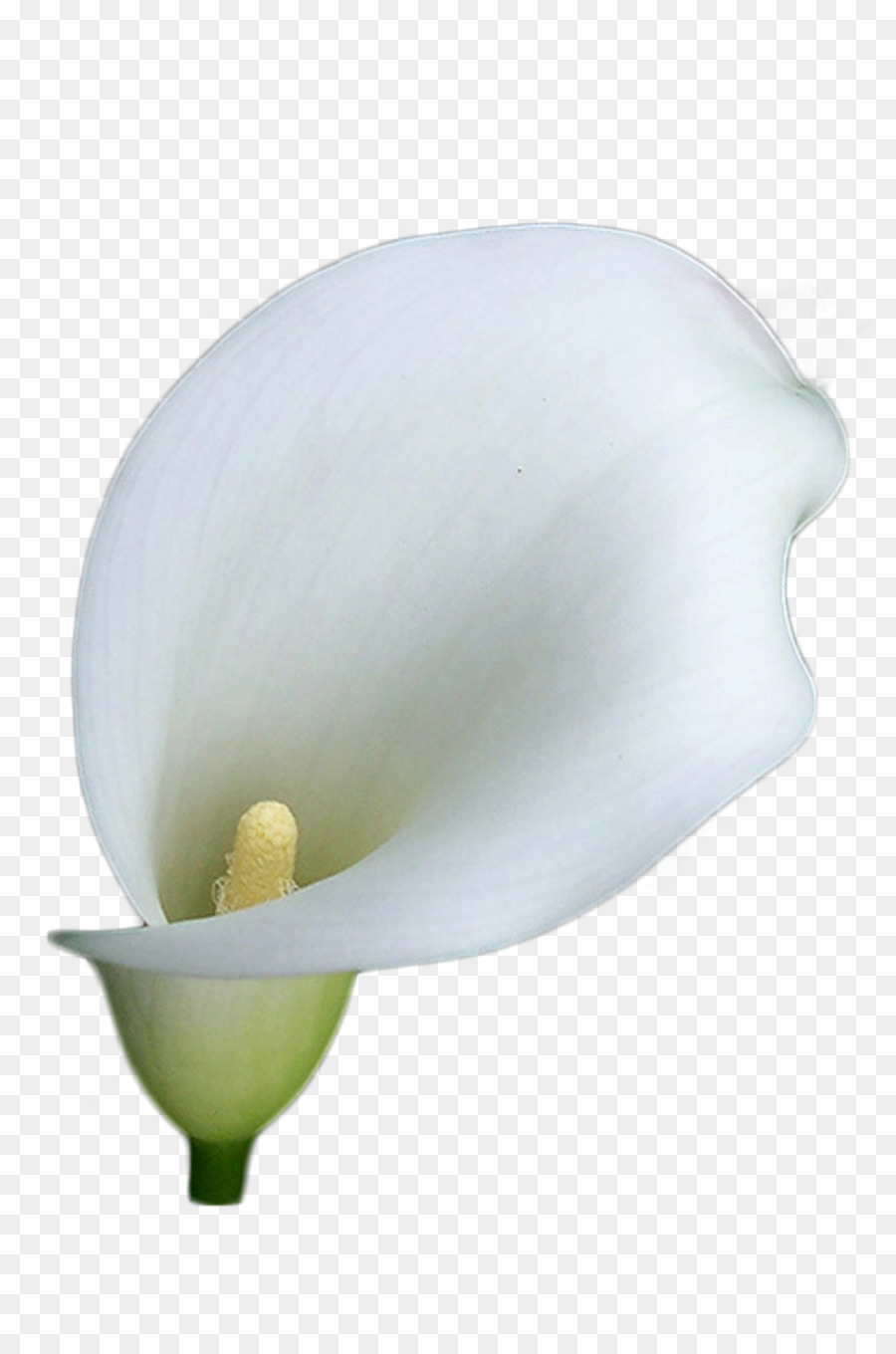 Arumlily，Flor PNG