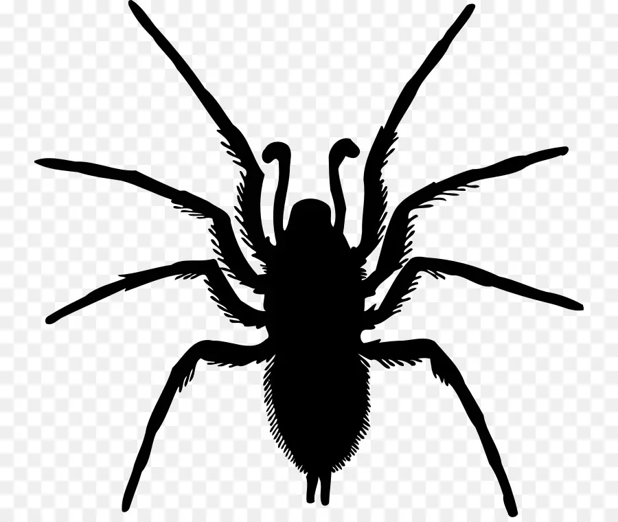 Araña，Silueta PNG