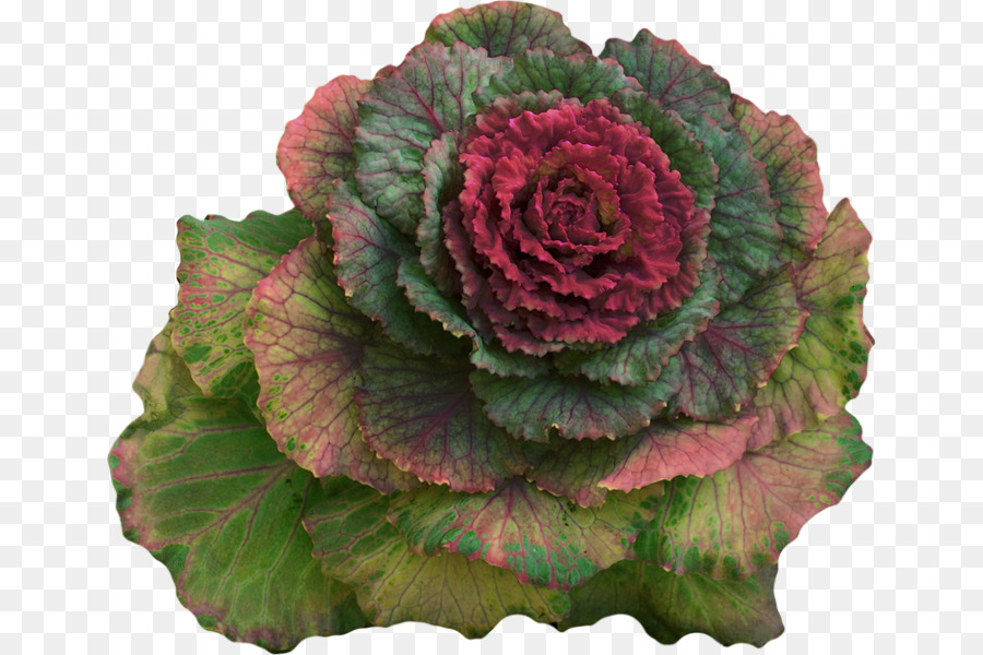 Repollo，Vegetal De Hoja PNG