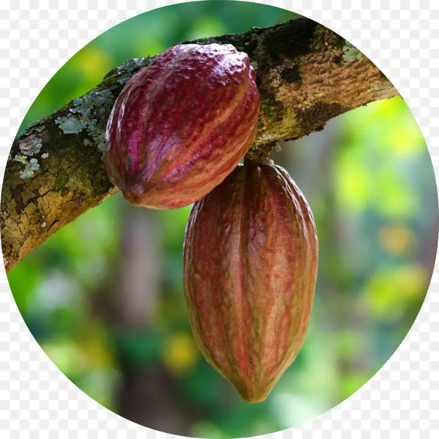 Grano De Cacao，Cargill PNG