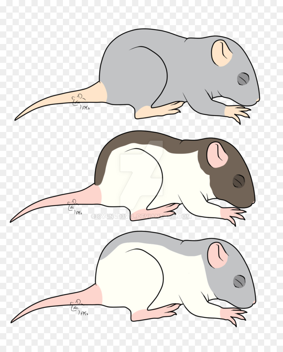 Ratón，Rata PNG