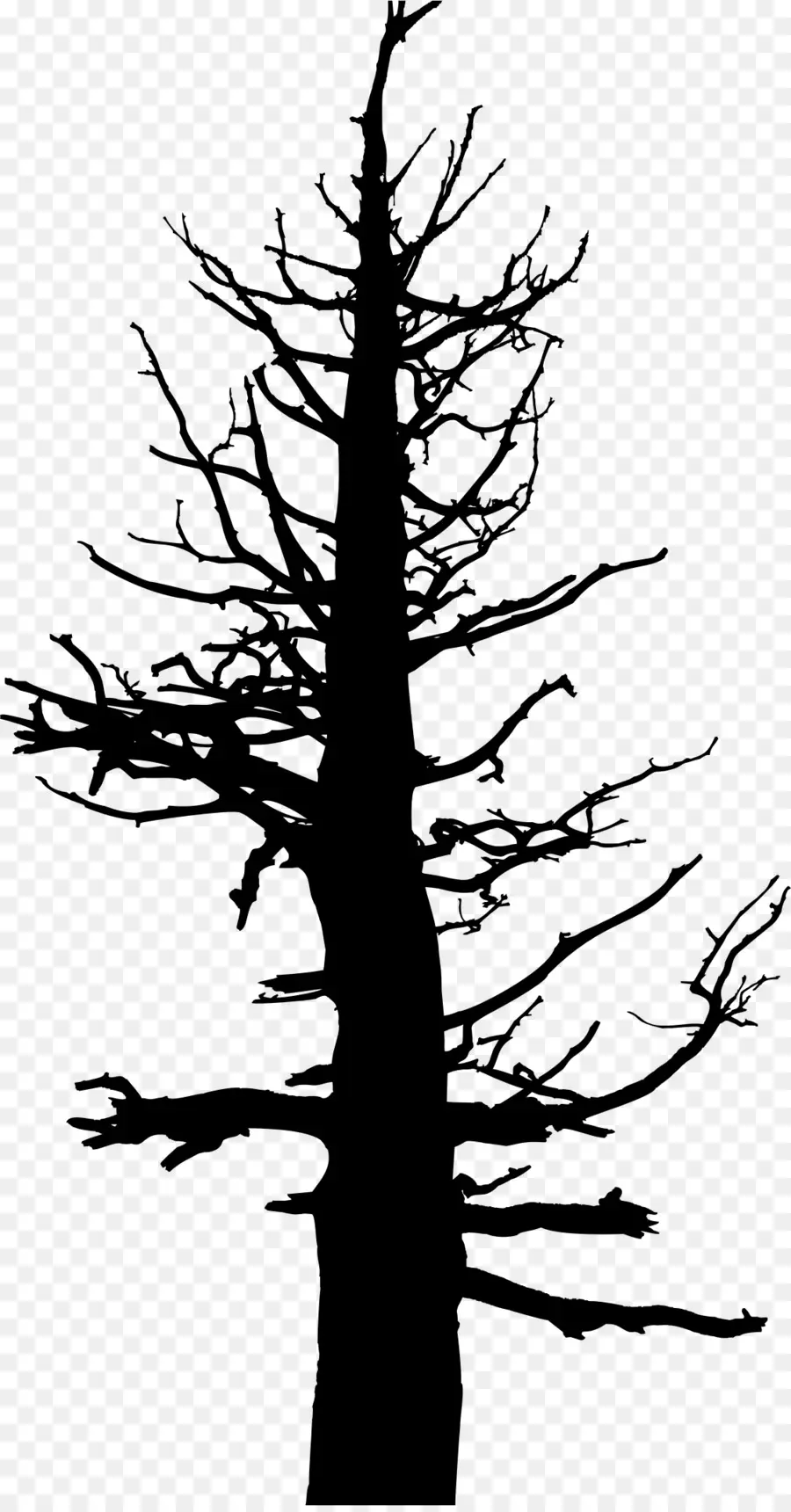 árbol，Dibujo PNG