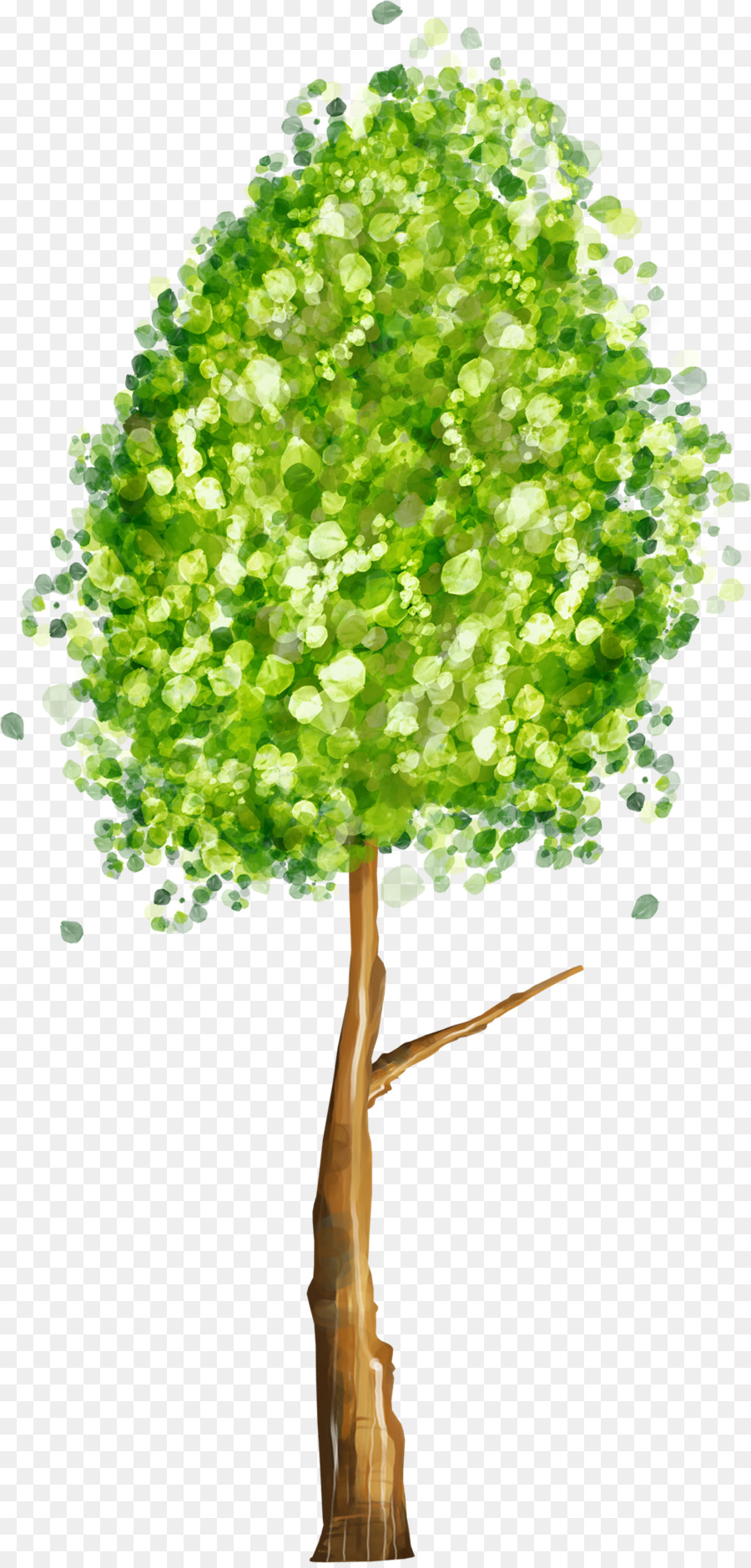 Ficus Religiosa，Dibujo PNG