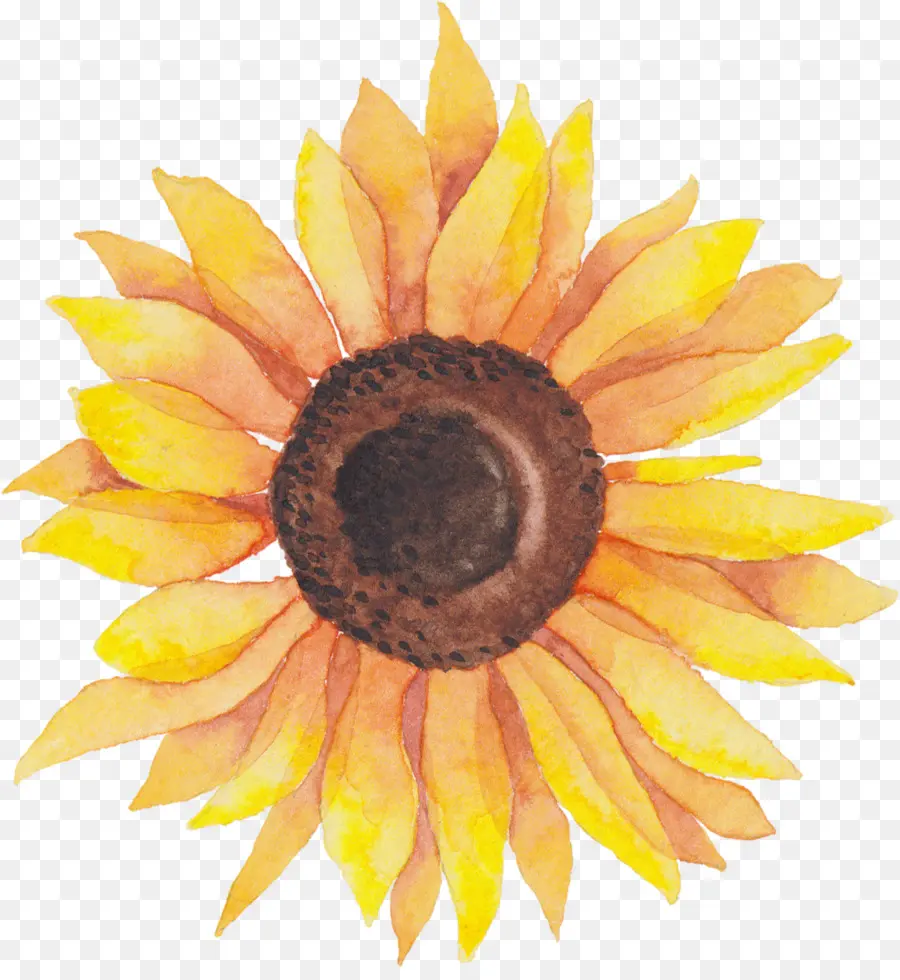 Girasol，Amarillo PNG