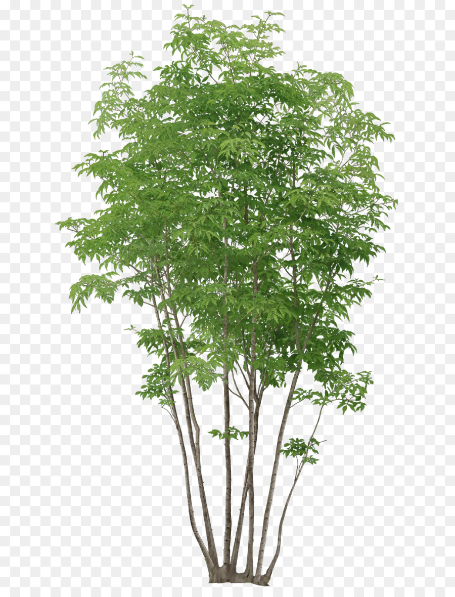 Árbol，Hojas PNG