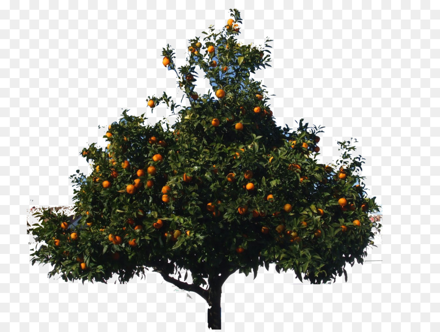 árbol De Navidad，árbol PNG