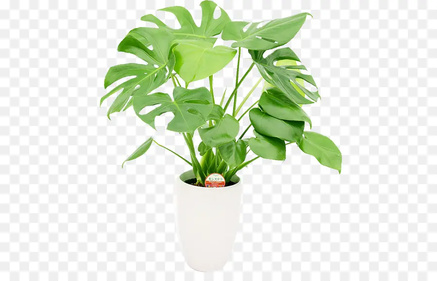 Planta De Interior，Maceta PNG