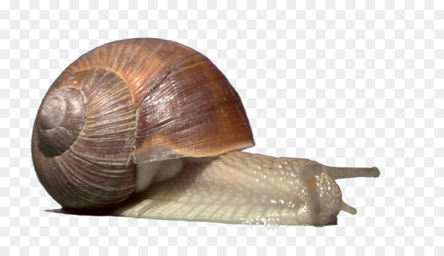 Gasterópodos，Caracol PNG