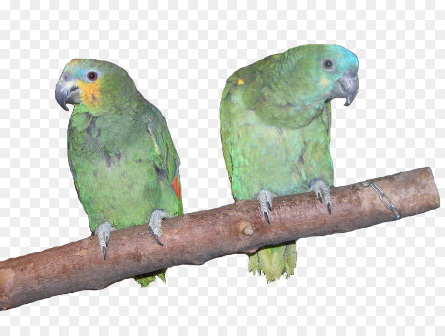 Loros，Tropical PNG