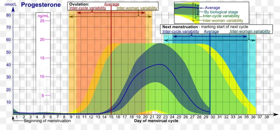 Tabla De Progesterona，Hormona PNG