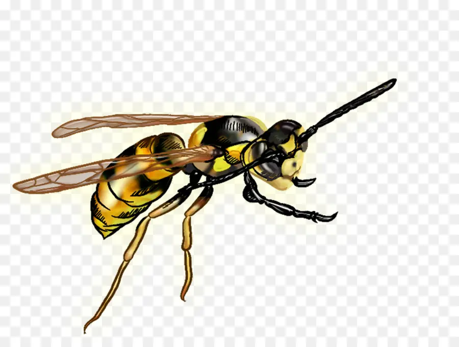 Insecto，Abeja PNG