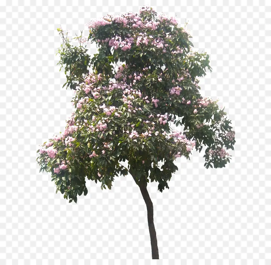 árbol，Planta PNG